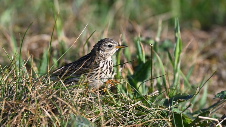 Pispola - ML639334817