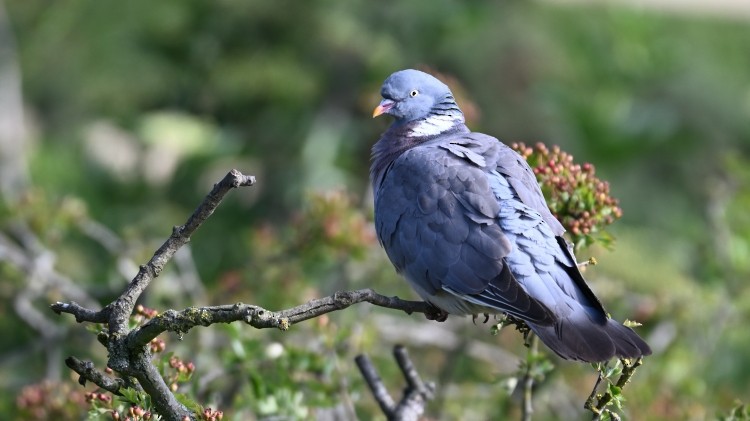 Colombaccio - ML639334826