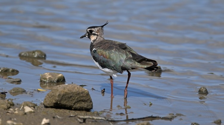 Pavoncella - ML639334843