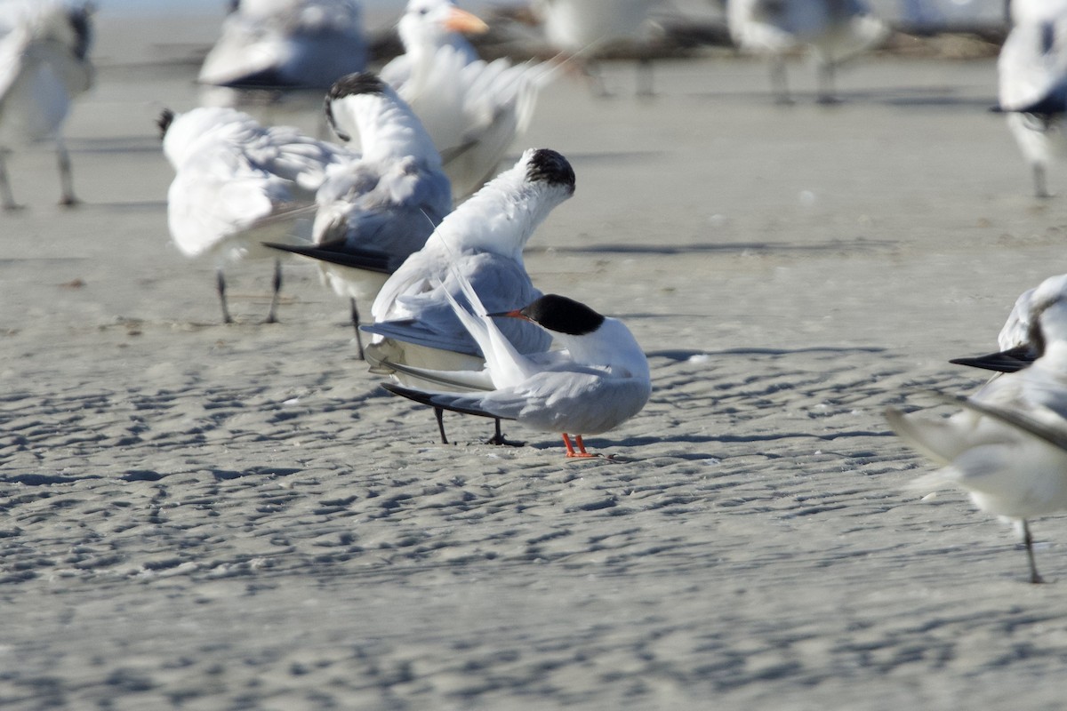 Roseate Tern - ML639334865