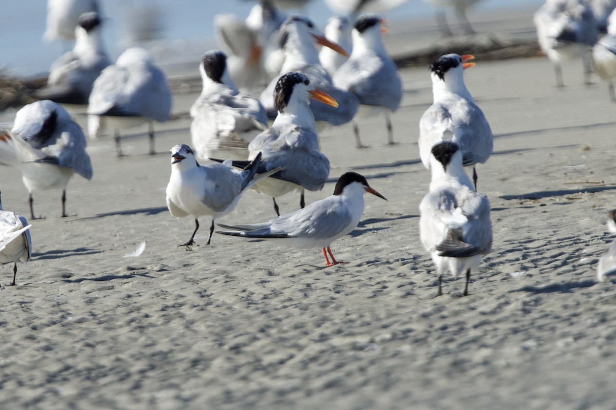 Roseate Tern - ML639334878