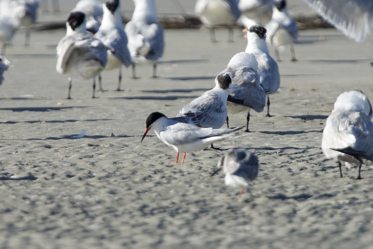 Roseate Tern - ML639334879