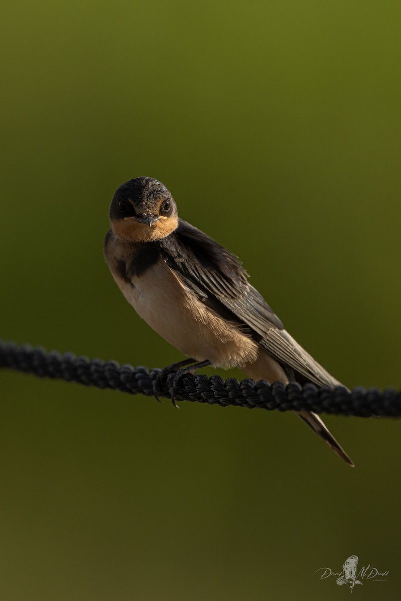 Асрын хараацай - ML639334889