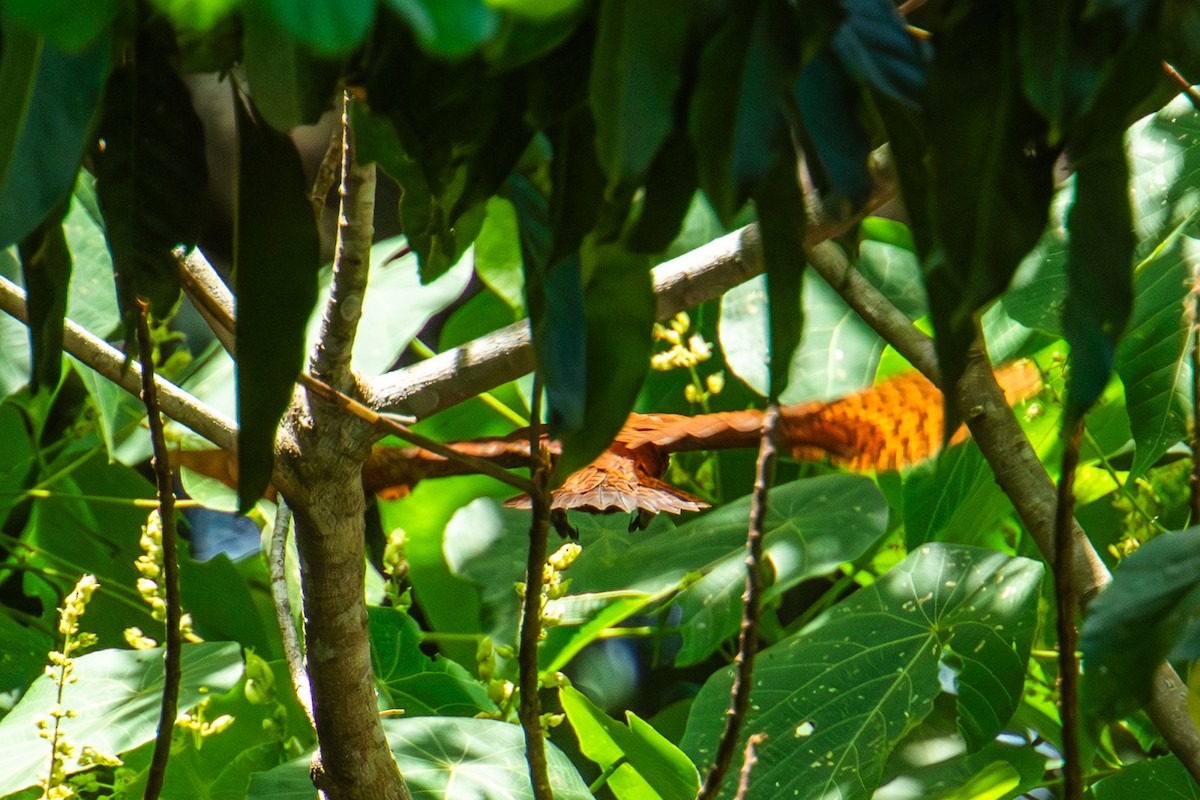 Rufous Woodpecker - ML639334941