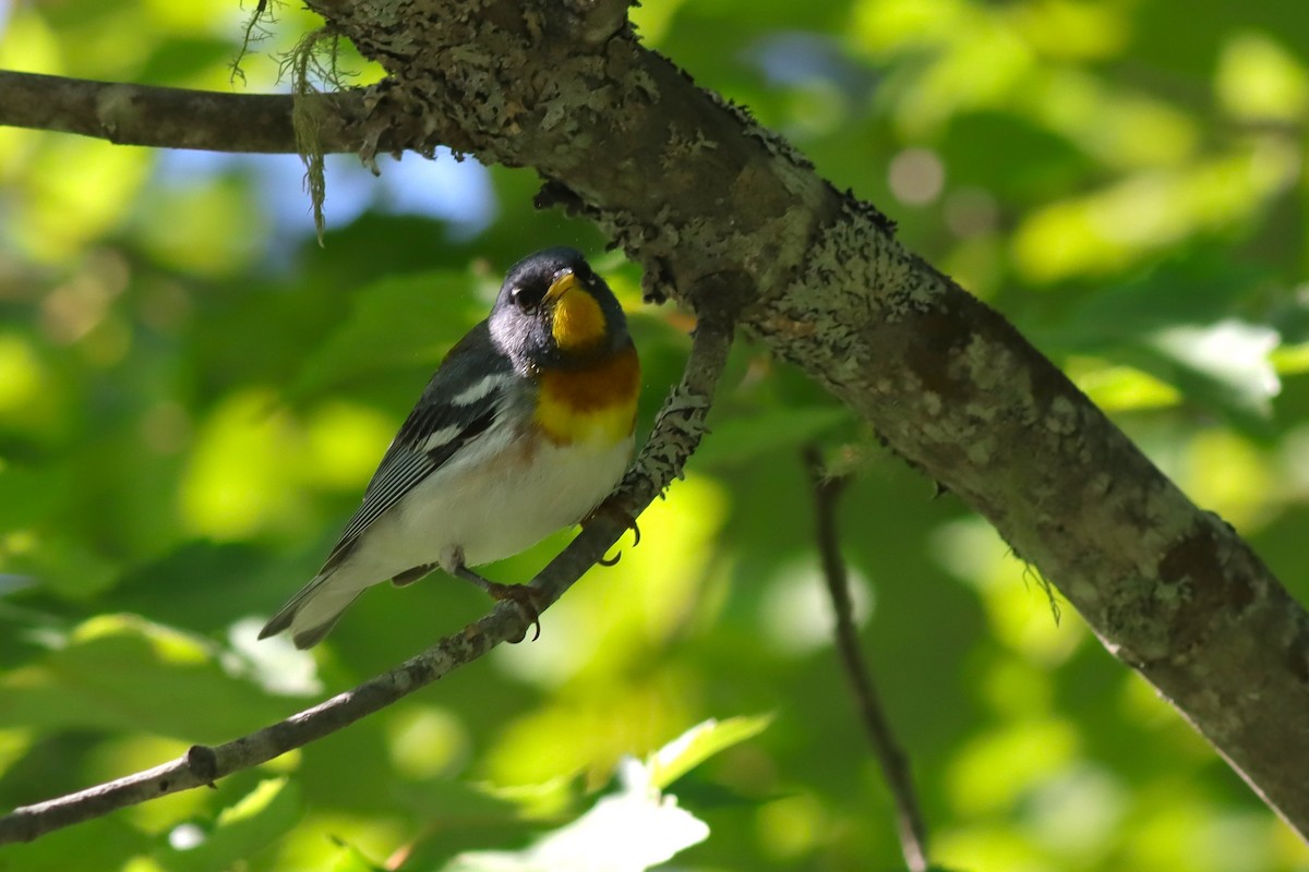 Northern Parula - ML639334944