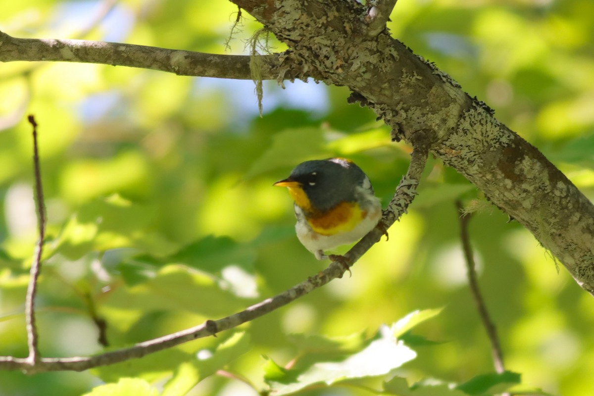 Northern Parula - ML639334945