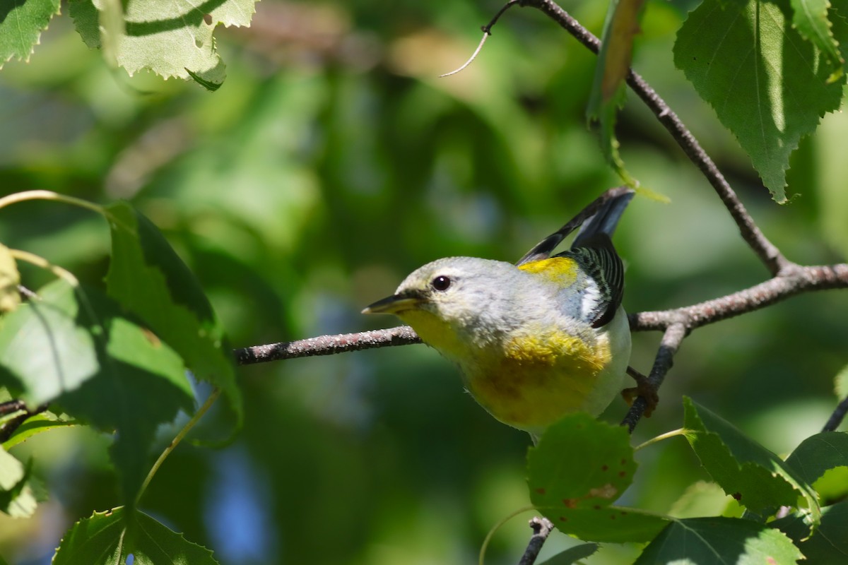 Northern Parula - ML639334946