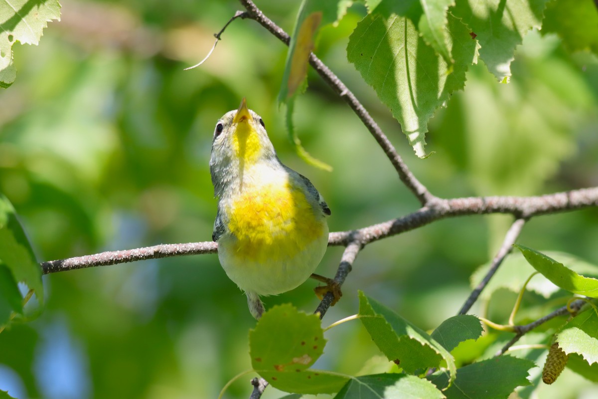 Northern Parula - ML639334947