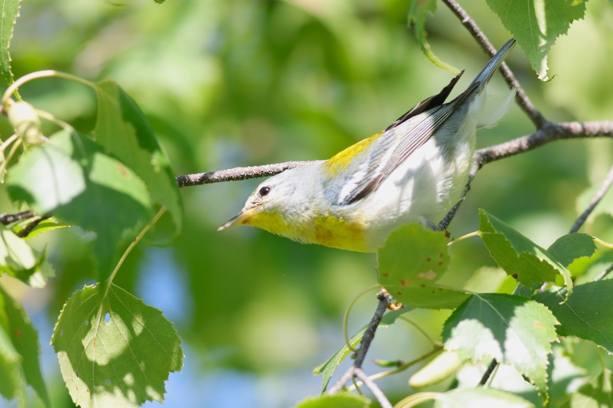 Northern Parula - ML639334948