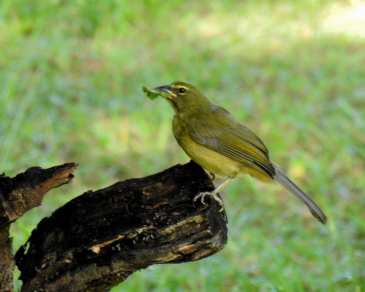Olive-gray Saltator - ML639334963