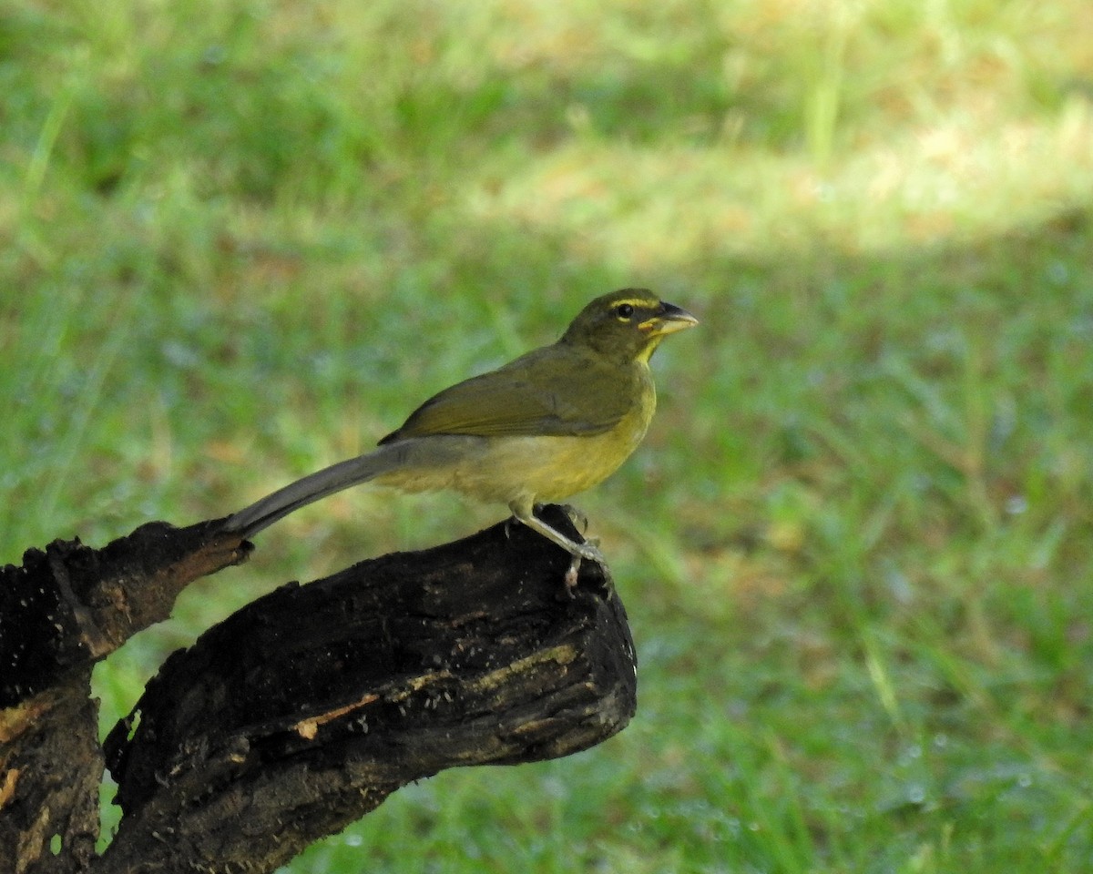 Olive-gray Saltator - ML639334964