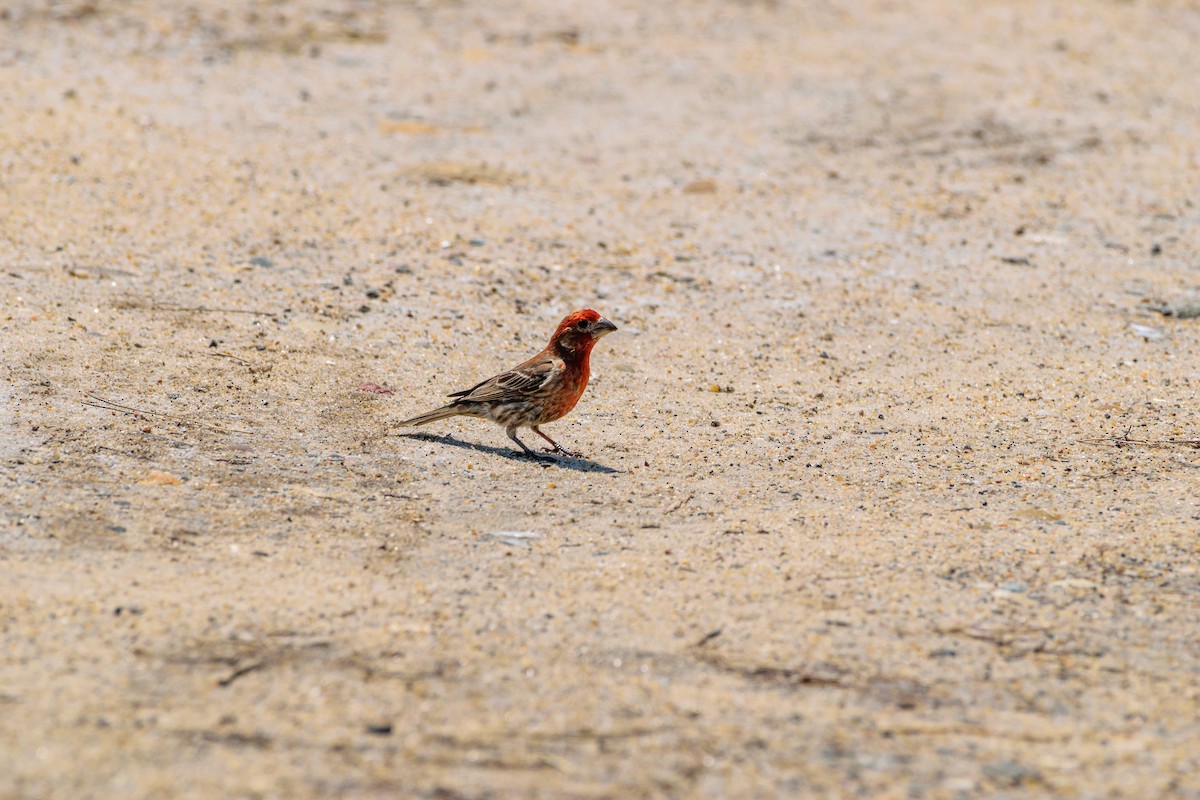 House Finch - ML639335061