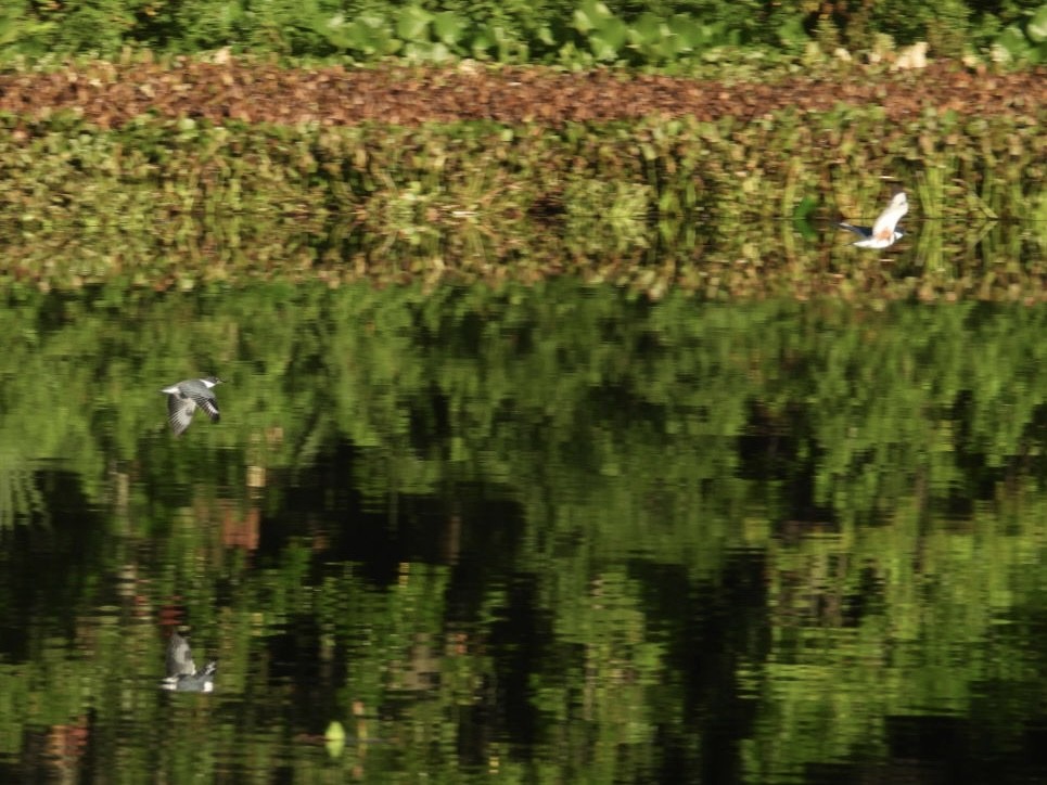 Belted Kingfisher - ML639335118