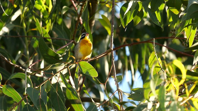 Golden-breasted Bunting - ML639335171