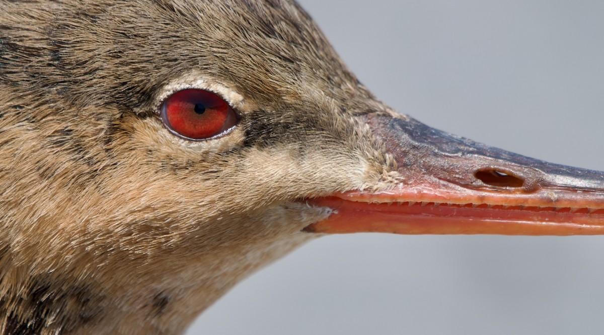 Red-breasted Merganser - ML639335185
