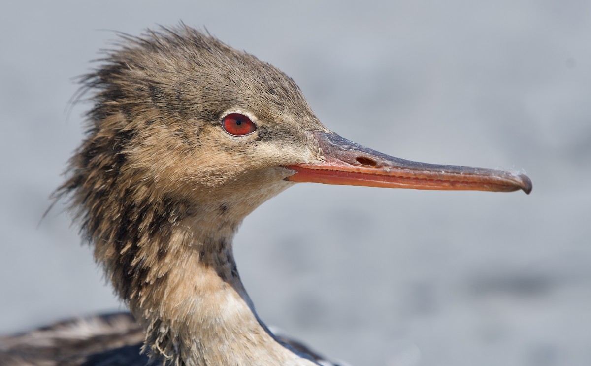 Red-breasted Merganser - ML639335186