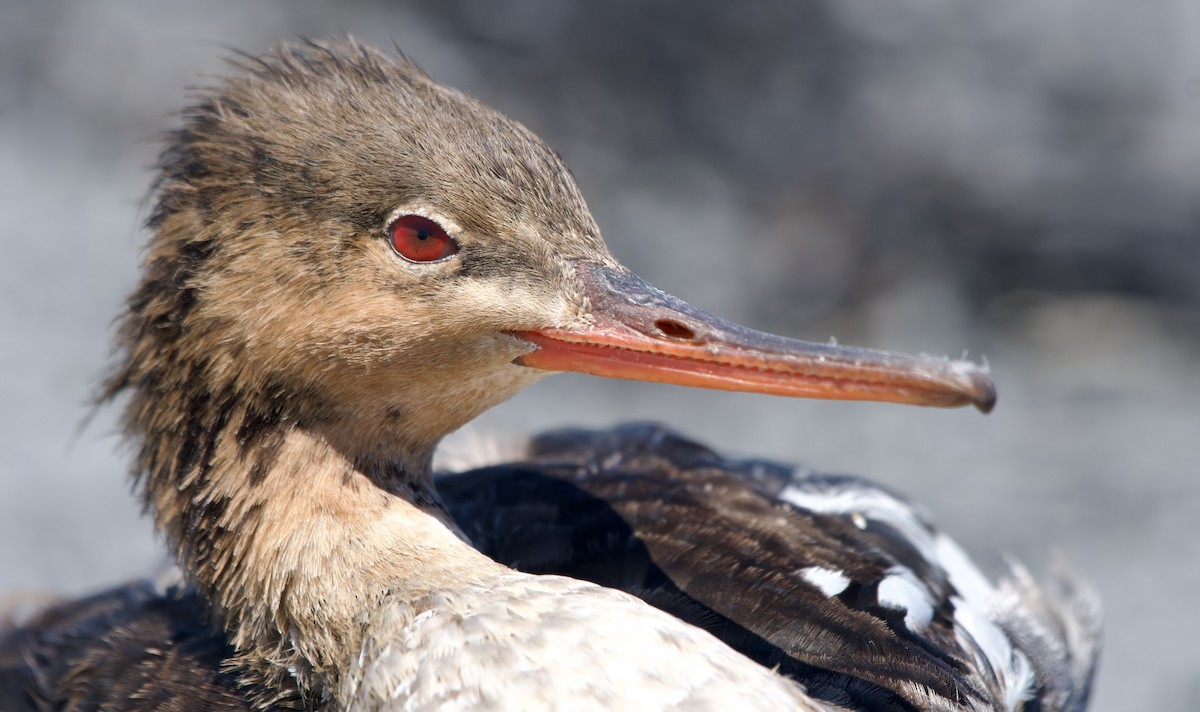 Red-breasted Merganser - ML639335188