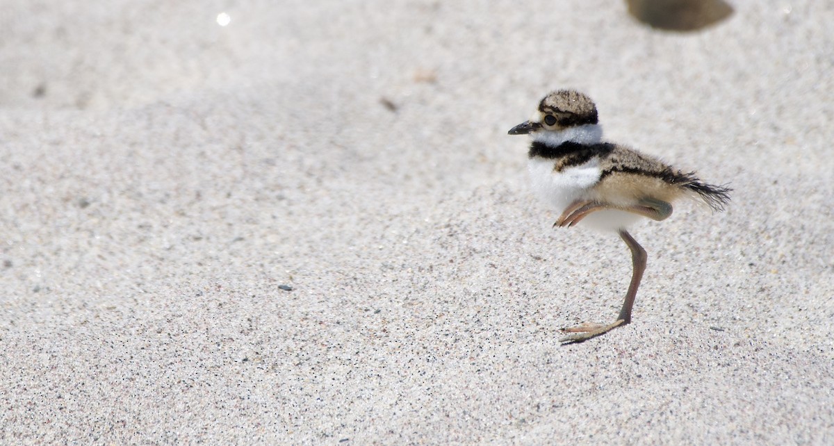 Killdeer - ML639335216
