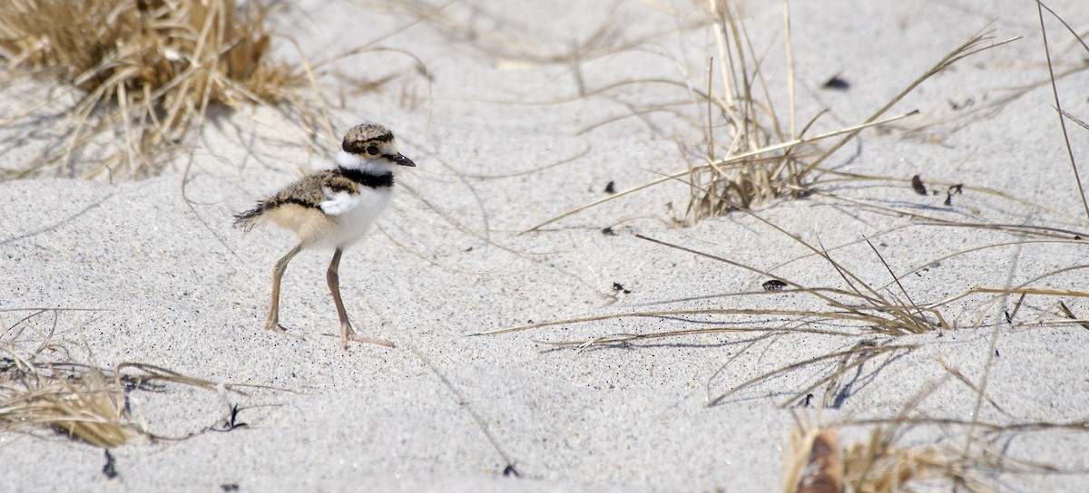 Killdeer - ML639335217