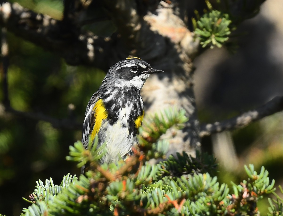 Yellow-rumped Warbler - ML639335284