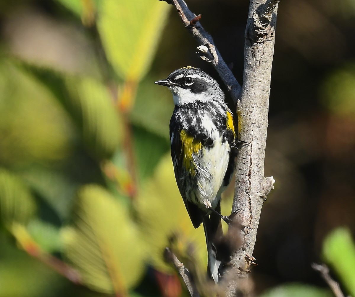 Yellow-rumped Warbler - ML639335285