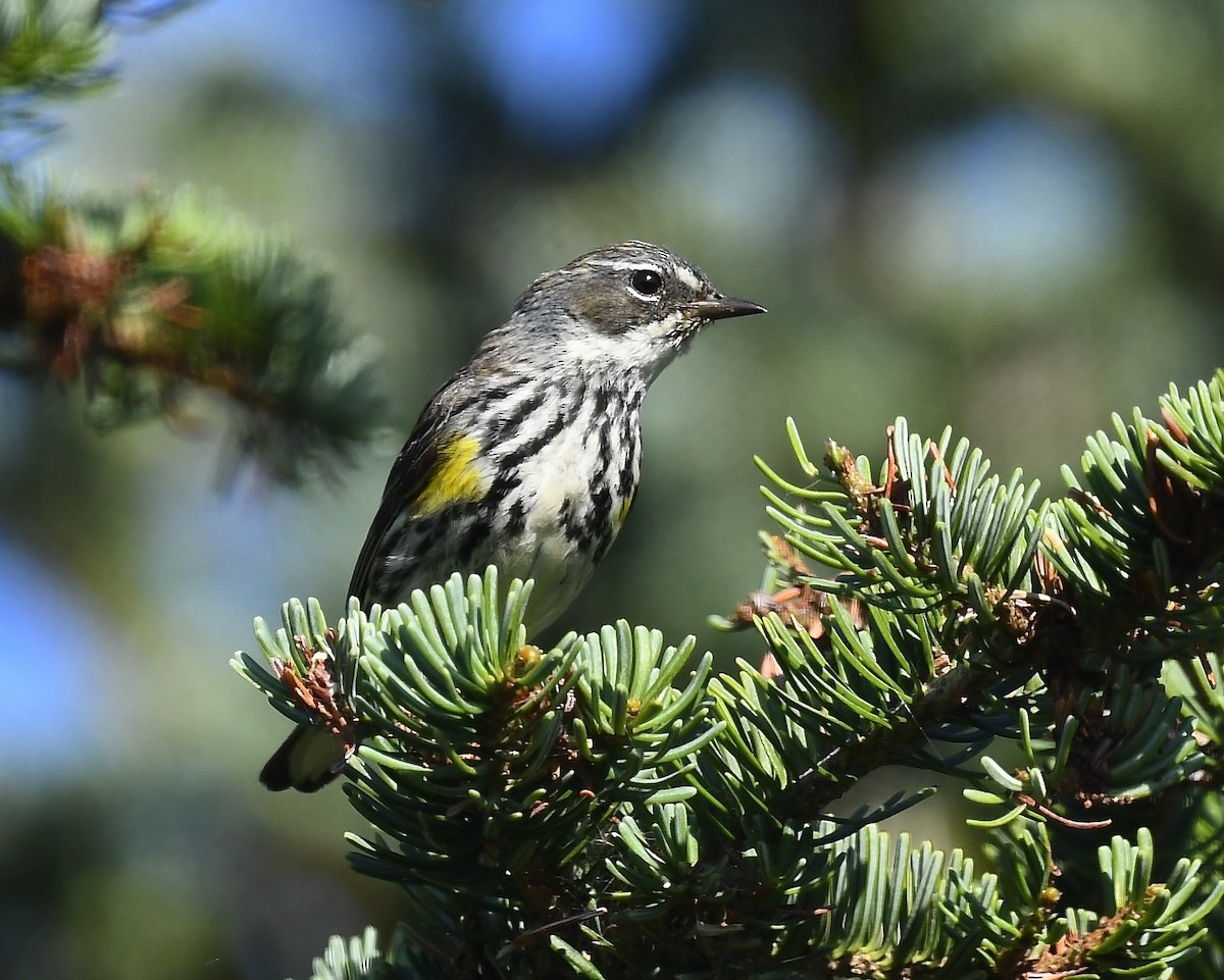 Yellow-rumped Warbler - ML639335286