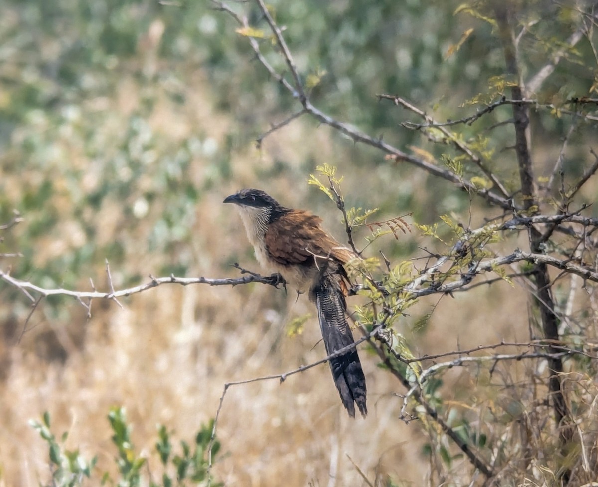 Burchell's Coucal - ML639335307