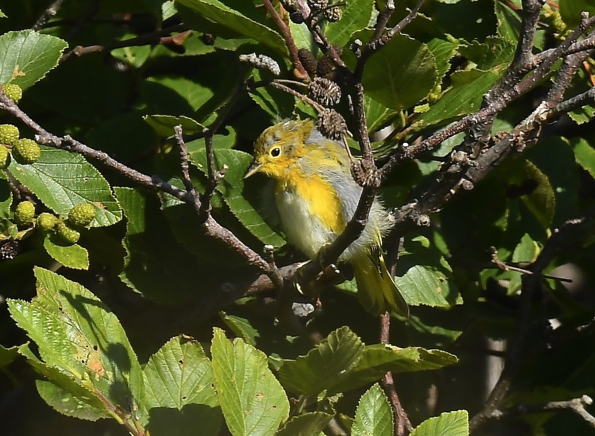 Yellow Warbler - ML639335328