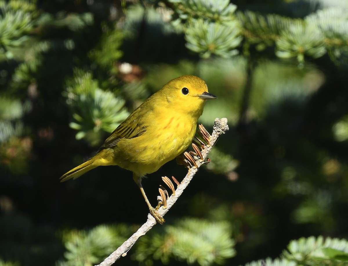 Yellow Warbler - ML639335330