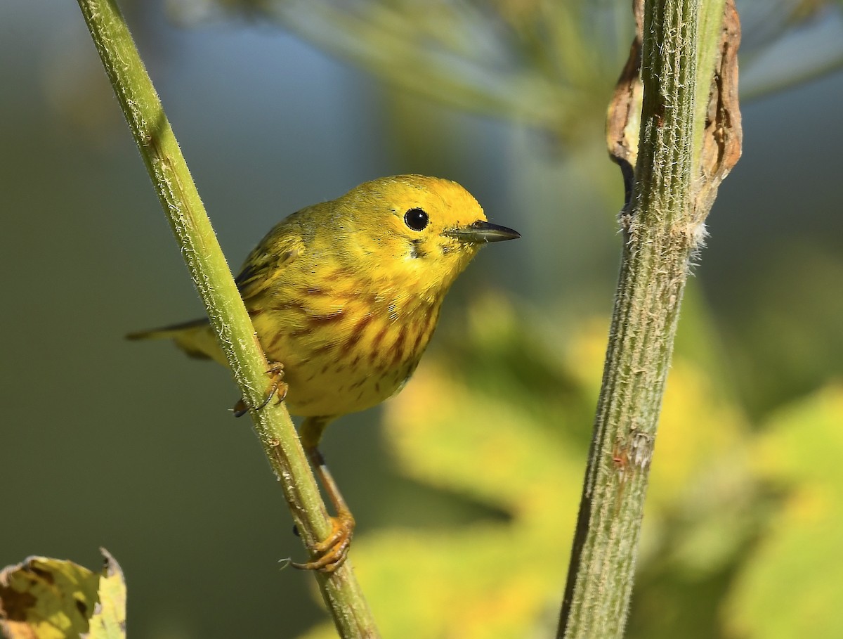 Yellow Warbler - ML639335334