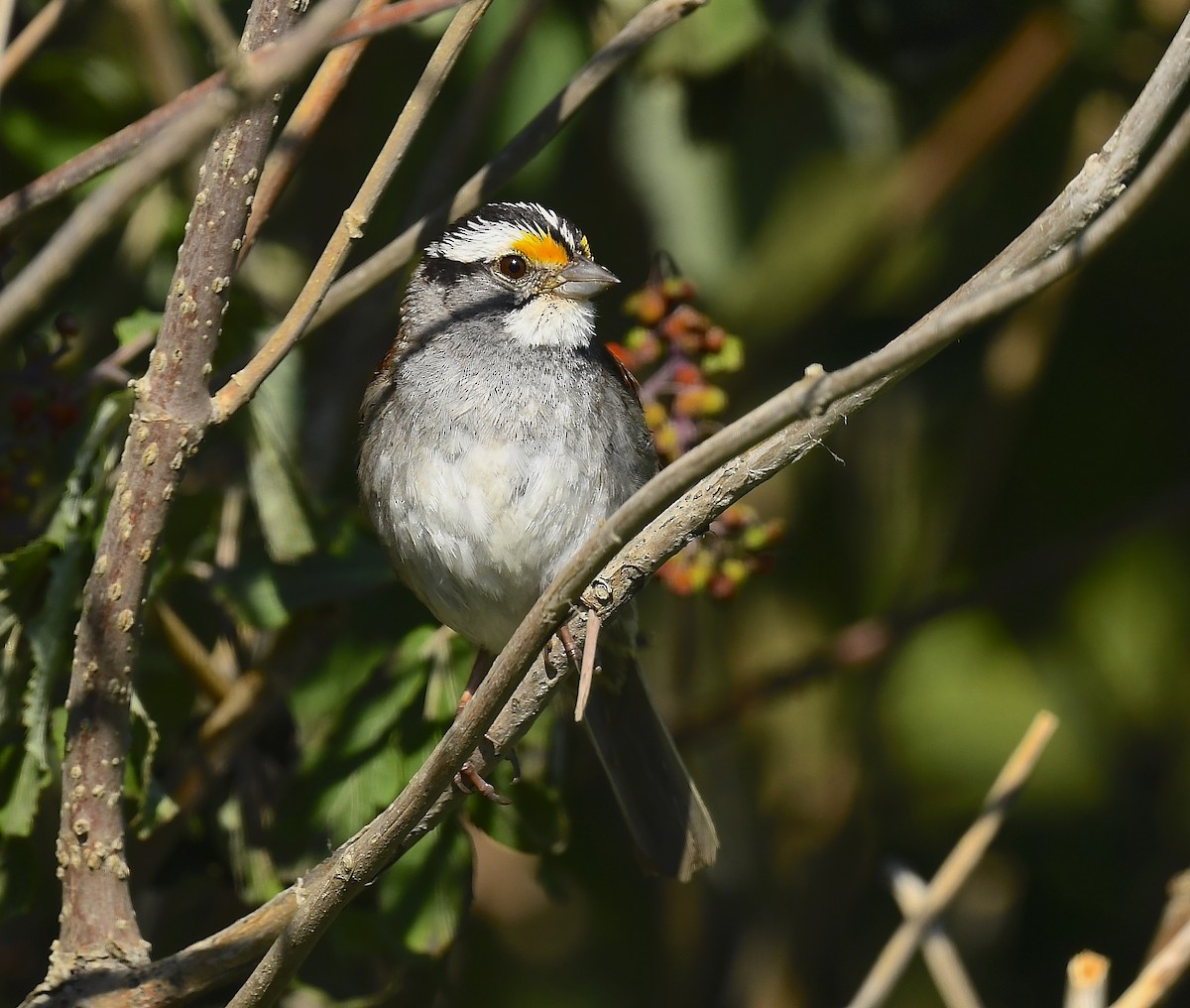 White-throated Sparrow - ML639335387