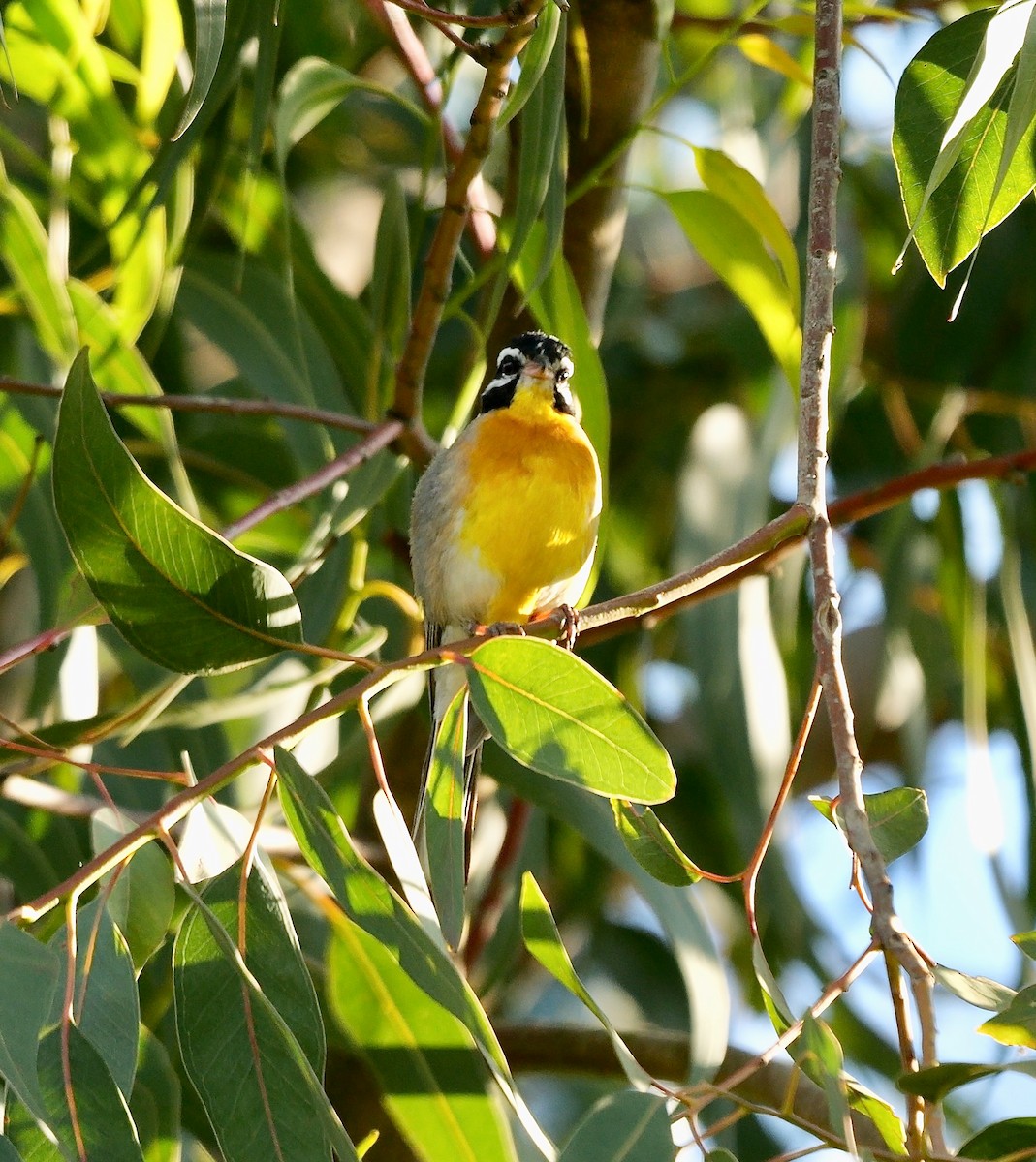 Golden-breasted Bunting - ML639335421
