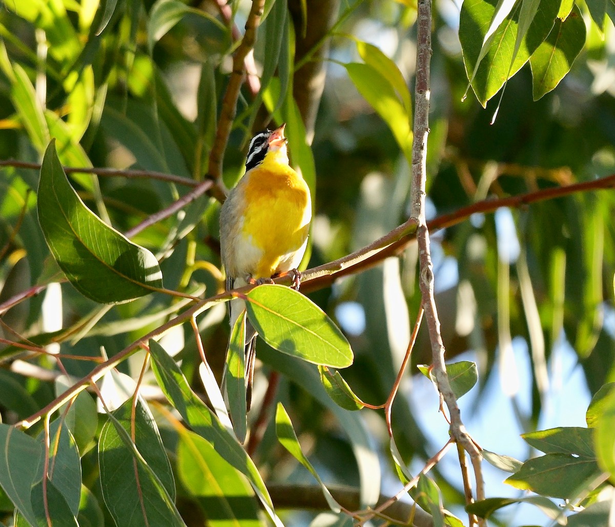Golden-breasted Bunting - ML639335422