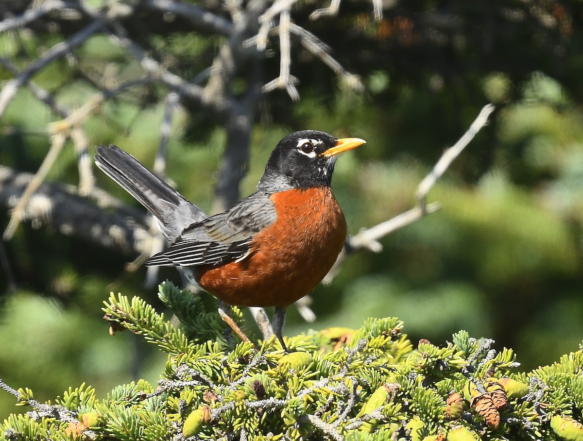 Zozo papargorria - ML639335423