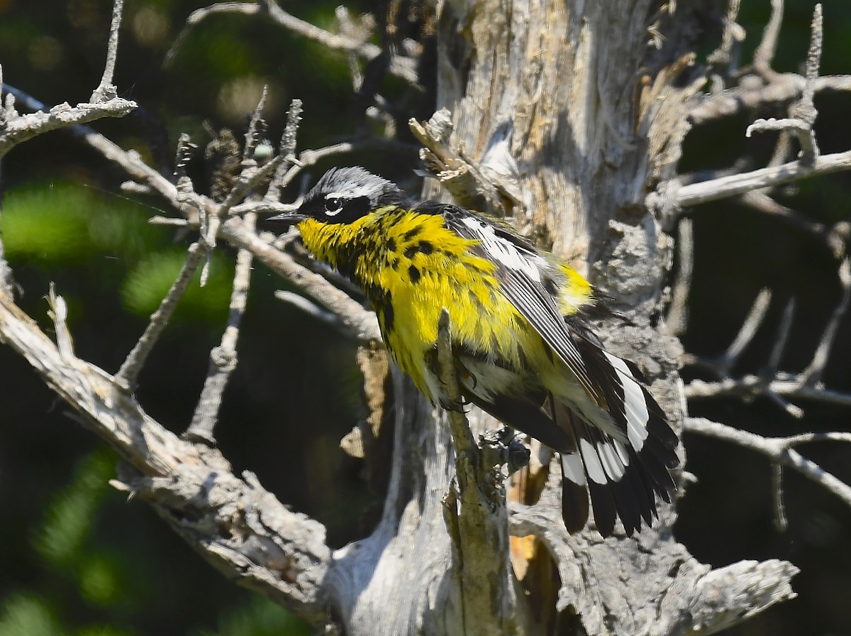 Magnolia Warbler - ML639335436