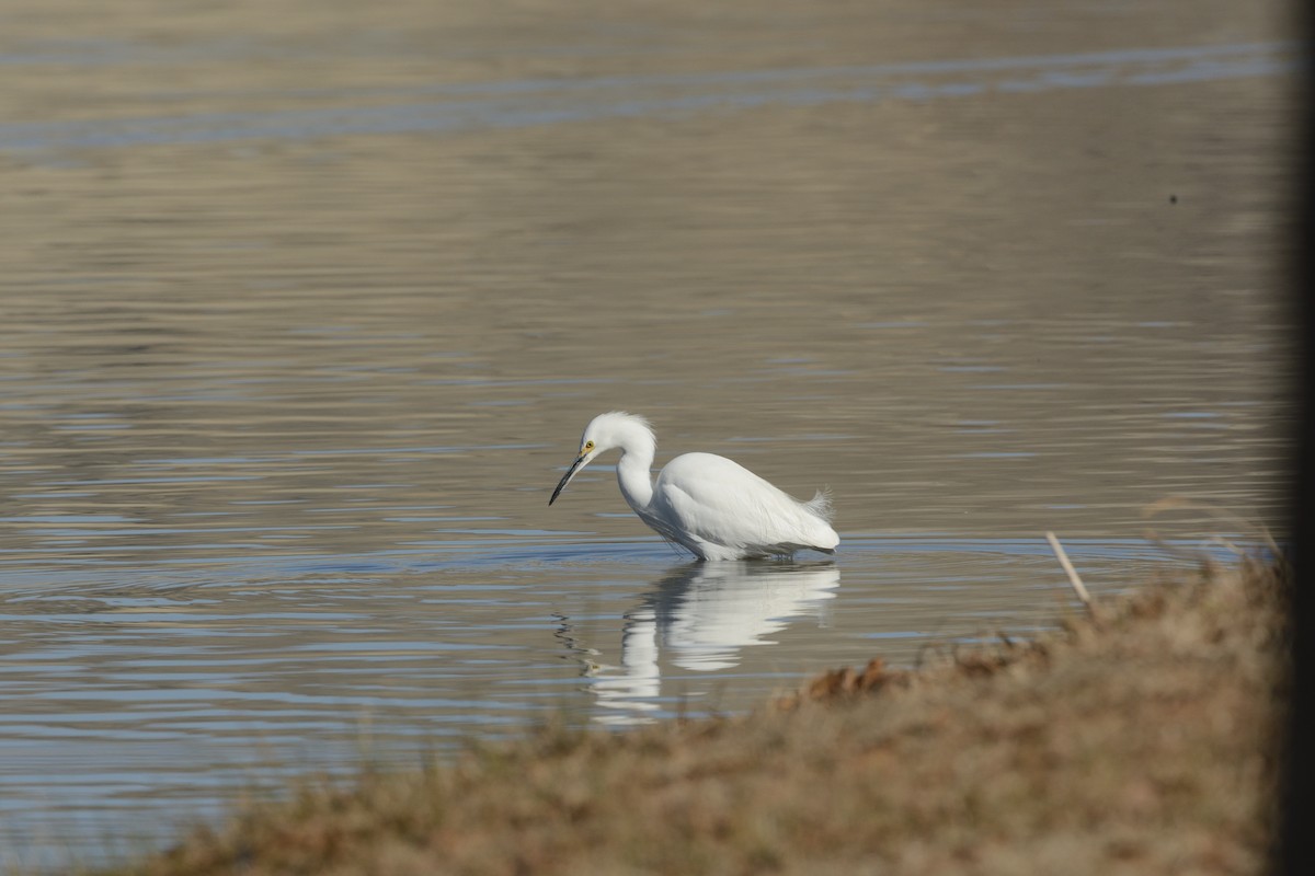 Snowy Egret - ML639335546