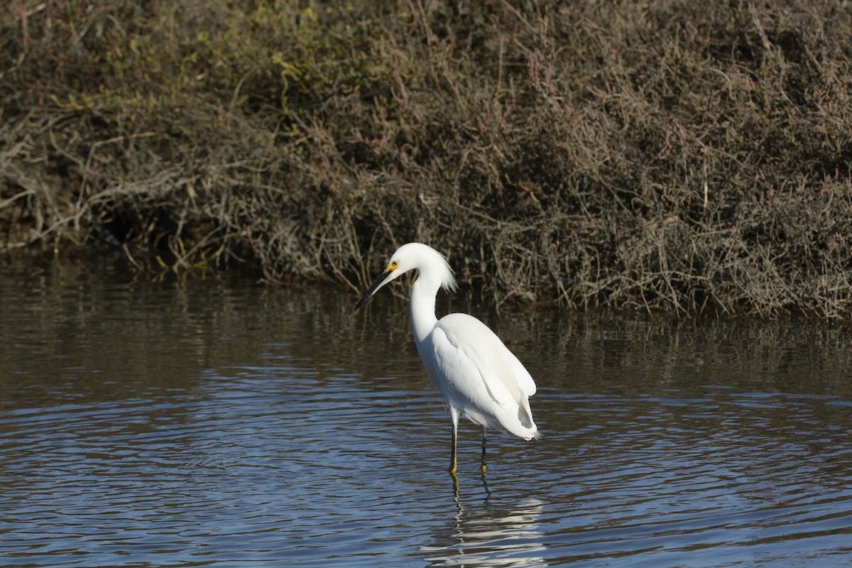 Snowy Egret - ML639335547