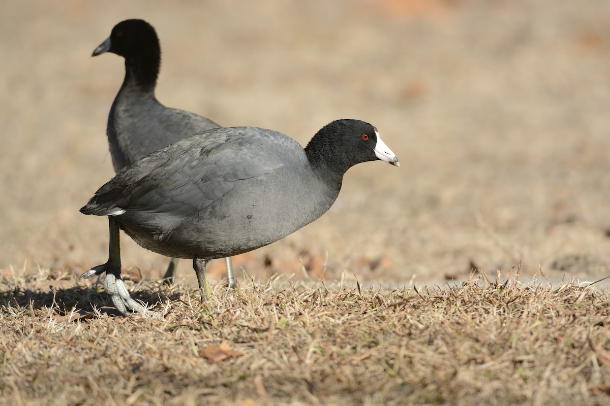 American Coot - ML639335555