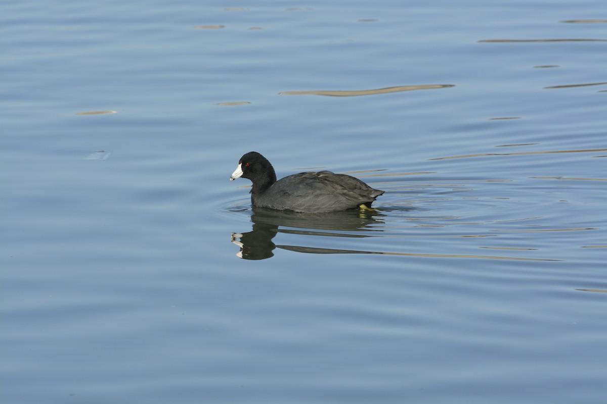 American Coot - ML639335556