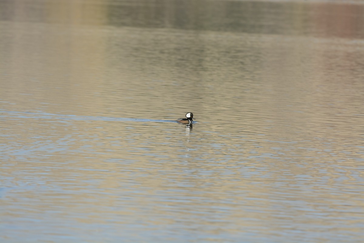 Hooded Merganser - ML639335562