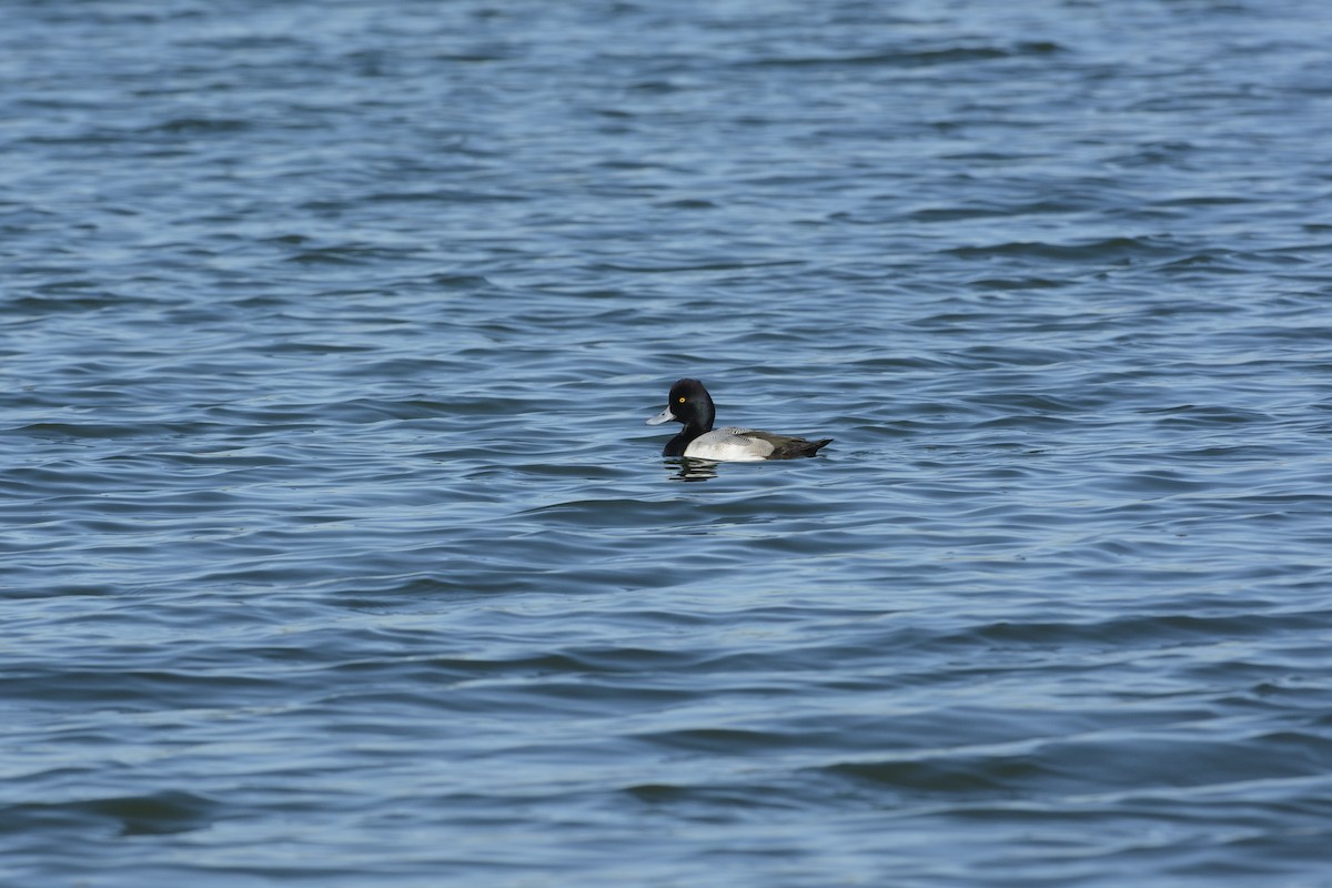 Lesser Scaup - ML639335564