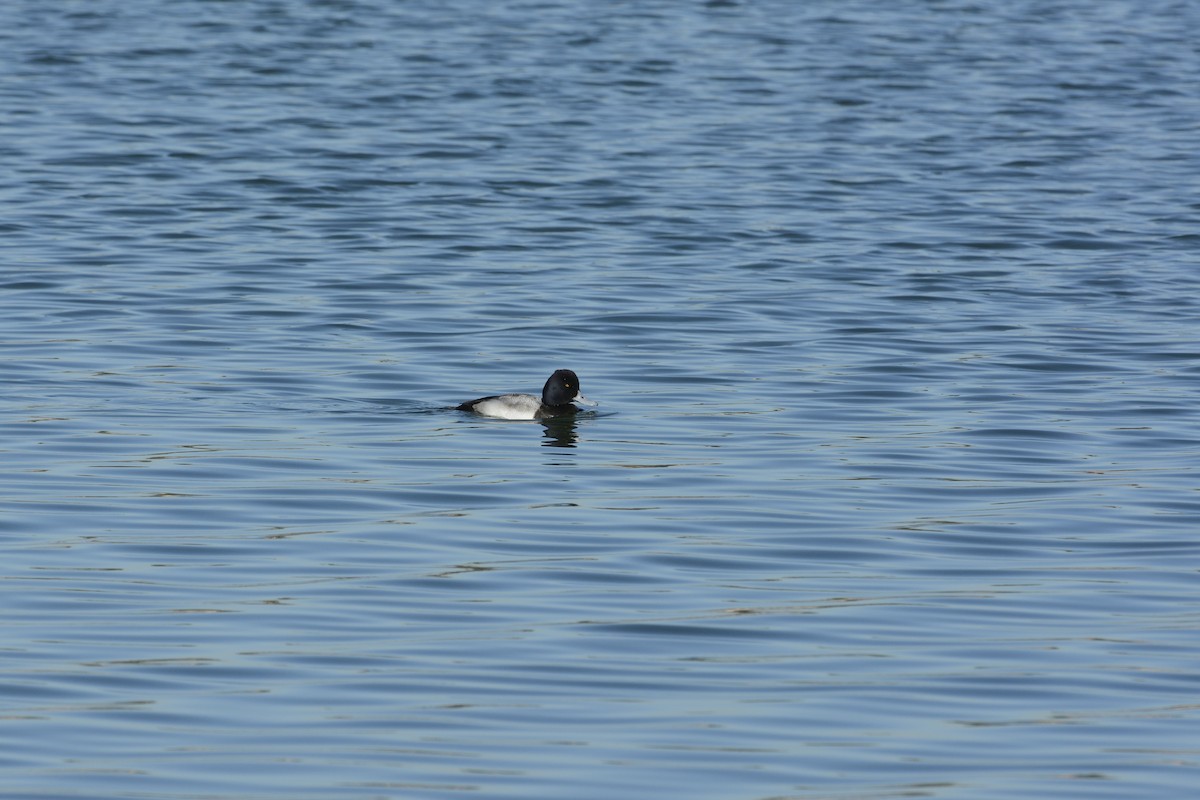 Lesser Scaup - ML639335565