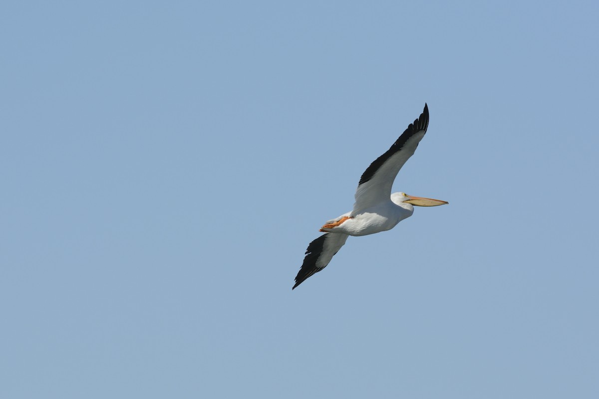 American White Pelican - ML639335573