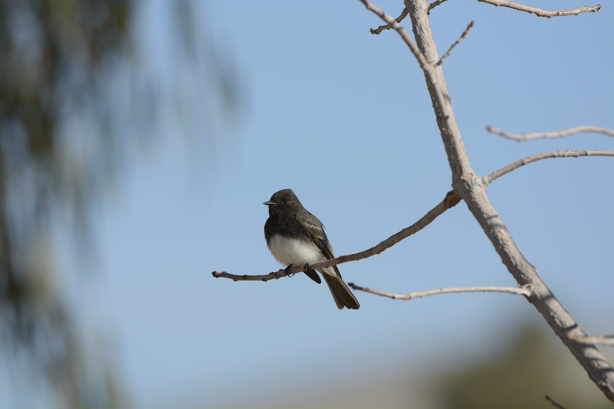 Black Phoebe - ML639335580