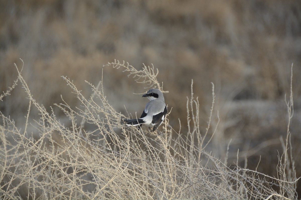 Loggerhead Shrike - ML639335582
