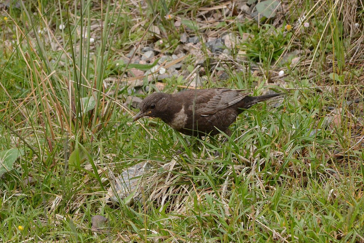 Ring Ouzel - ML639335583