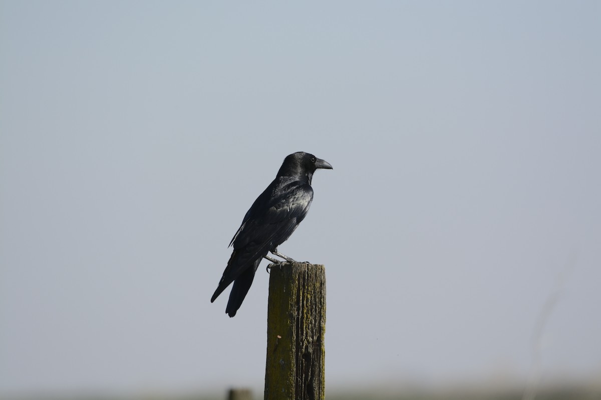 Common Raven - ML639335586