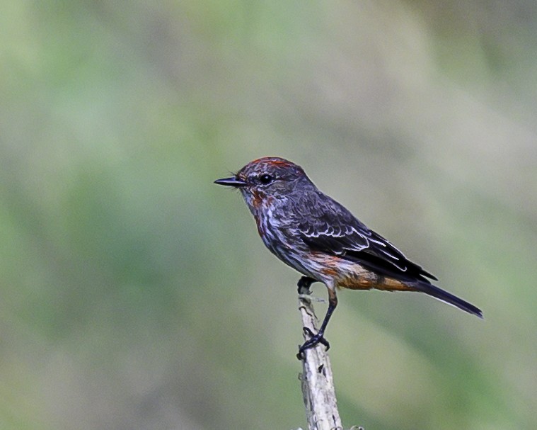 Vermilion Flycatcher (Austral) - ML639335653