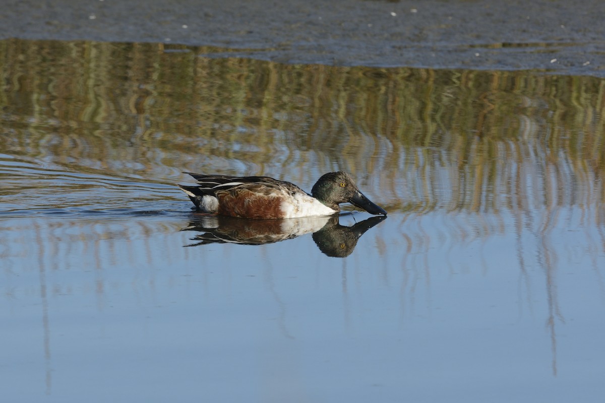 Northern Shoveler - ML639335659