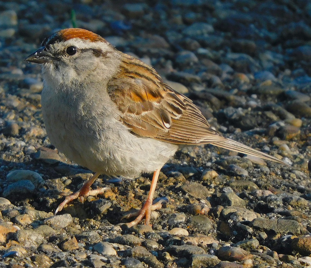 Chipping Sparrow - ML639335700